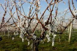 Automne-hiver : Arrachage de la vigne