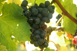 Fête de la vigne et du vin : 24 et 25 juillet 2009 à Sauveterre de Guyenne