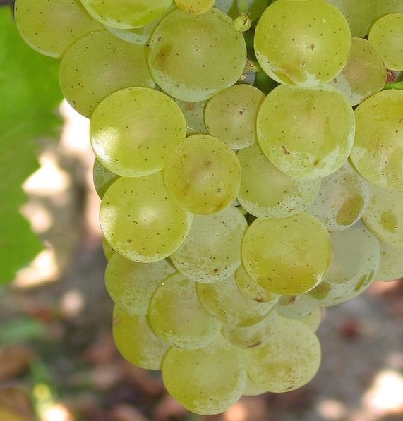 Premiers jours de vendanges ! à la cave