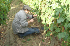 Une fête des vendanges 1945 réussie