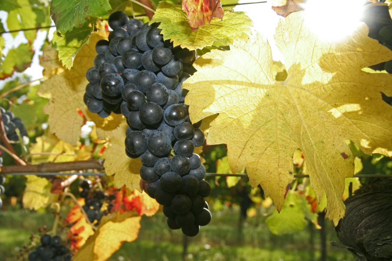 Les vendanges 2010 sont terminées.