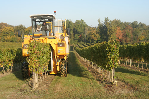 A quelques jours des vendanges en Sauveterrois !